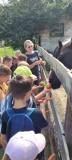 zdjęcia uczniów podczas karmienia koni
