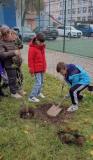 zdjęcie uczniów podczas sadzenia drzewek