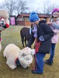 Warsztaty z alpakami